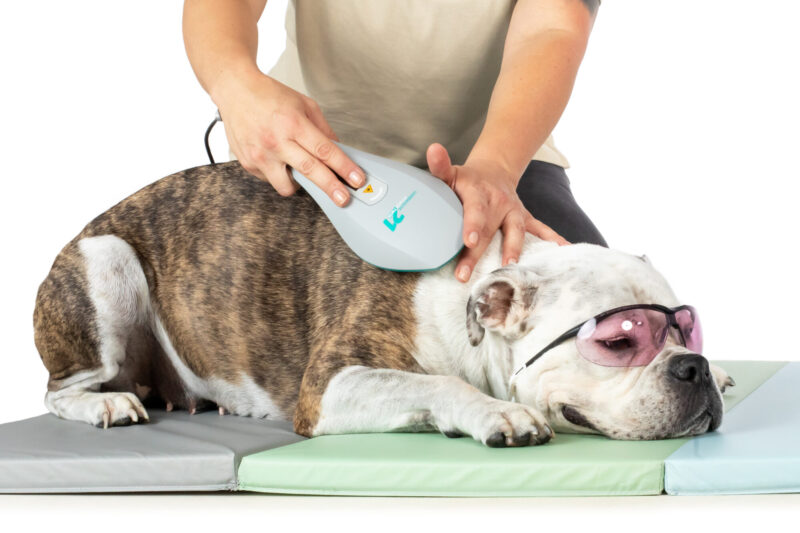 Bulldoggeelfiefrauchen02 Bulldoggeelfiefrauchen02