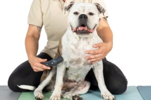 Bulldoggeelfiefrauchen04 Therapie Hund Novafon