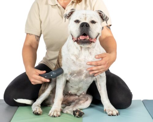 Bulldoggeelfiefrauchen04 Therapie Hund Novafon