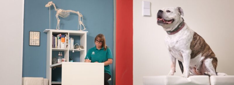 Gemeinschaftspraxis Header Bild Hundephysioaktiv Gemeinschaftspraxis Headerbild