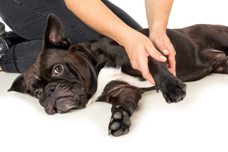 Hundemassage-Mobile-Hundephysiotherapie-Berlin-Brandenburg-Tierphysio