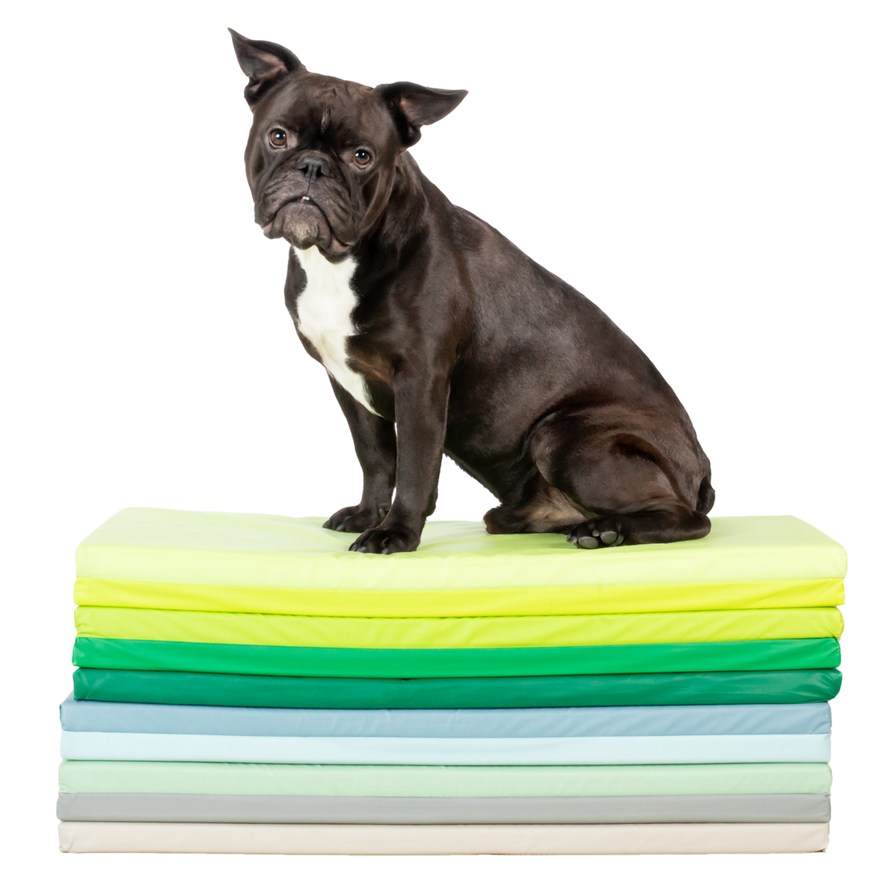 Hundephysiotherapie-Berlin-Brandenburg-Tierphysio-Team