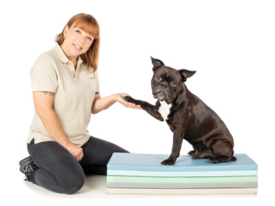 Hundetraining Mobile Hundephysiotherapie Berlin Brandenburg Tierphysio Hundetraining Mobile Hundephysiotherapie Berlin Brandenburg Tierphysio