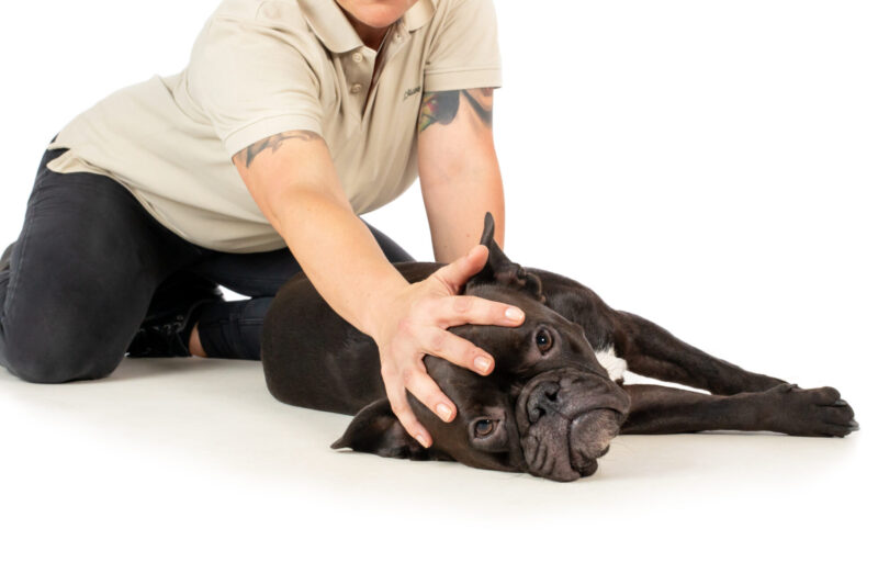 Massage Mobile Hundephysiotherapie Berlin Brandenburg Tierphysio Massage Mobile Hundephysiotherapie Berlin Brandenburg Tierphysio