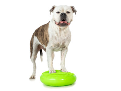 Mobile Hundephysiotherapie Berlin Brandenburg Tierphysio Hunde Training Mobile Hundephysiotherapie Berlin Brandenburg Tierphysio Hunde Training