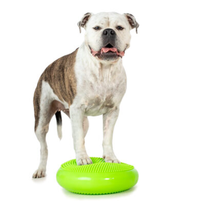 Mobile Hundephysiotherapie Berlin Brandenburg Tierphysio Hunde Training Mobile Hundephysiotherapie Berlin Brandenburg Tierphysio Hunde Training