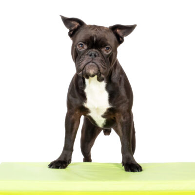 Mobile Hundephysiotherapie Berlin Brandenburg Tierphysio Hundetraining Mobile Hundephysiotherapie Berlin Brandenburg Tierphysio Hundetraining