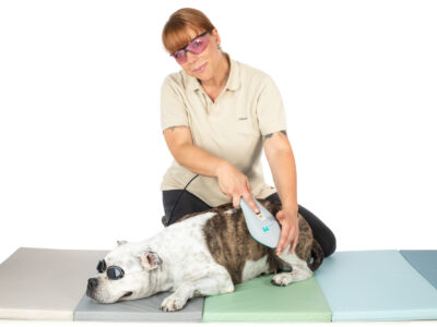 Mobile Hundephysiotherapie Berlin Brandenburg Tierphysio Lasertherapie Hund Mobile Hundephysiotherapie Berlin Brandenburg Tierphysio Lasertherapie Hund