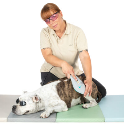 Mobile Hundephysiotherapie Berlin Brandenburg Tierphysio Lasertherapie Hund Mobile Hundephysiotherapie Berlin Brandenburg Tierphysio Lasertherapie Hund
