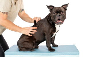 Mobile Hundephysiotherapie Berlin Tierphysio Brandenburg Mobile Hundephysiotherapie Berlin Tierphysio Brandenburg