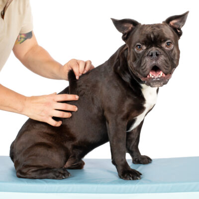 Mobile Hundephysiotherapie Berlin Tierphysio Brandenburg Mobile Hundephysiotherapie Berlin Tierphysio Brandenburg