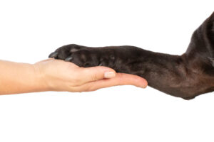 Mobile Hundephysiotherapie Berlin Brandenburg Hundepfote Mobile Hundephysiotherapie Berlin Tierphysio Brandenburg Hundepfote