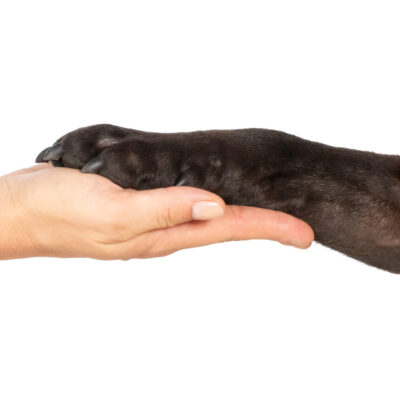 Mobile Hundephysiotherapie Berlin Brandenburg Hundepfote Mobile Hundephysiotherapie Berlin Tierphysio Brandenburg Hundepfote