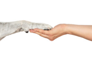 Mobile Hundephysiotherapie Berlin Tierphysio Brandenburg Pfoten Mobile Hundephysiotherapie Berlin Tierphysio Brandenburg Pfoten