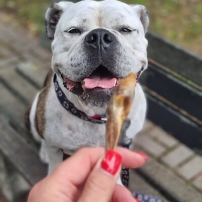 Ernaehrungsberatung Fuer Hunde Hundeernaehrungsberater Tierernaehrungsberatung Leckerlie Ernaehrungsberatung Fuer Hunde Hundeernaehrungsberater Tierernaehrungsberatung Leckerlie